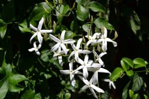 fragrances VOXELE DEVELOPMENTS library 22 αρώματα